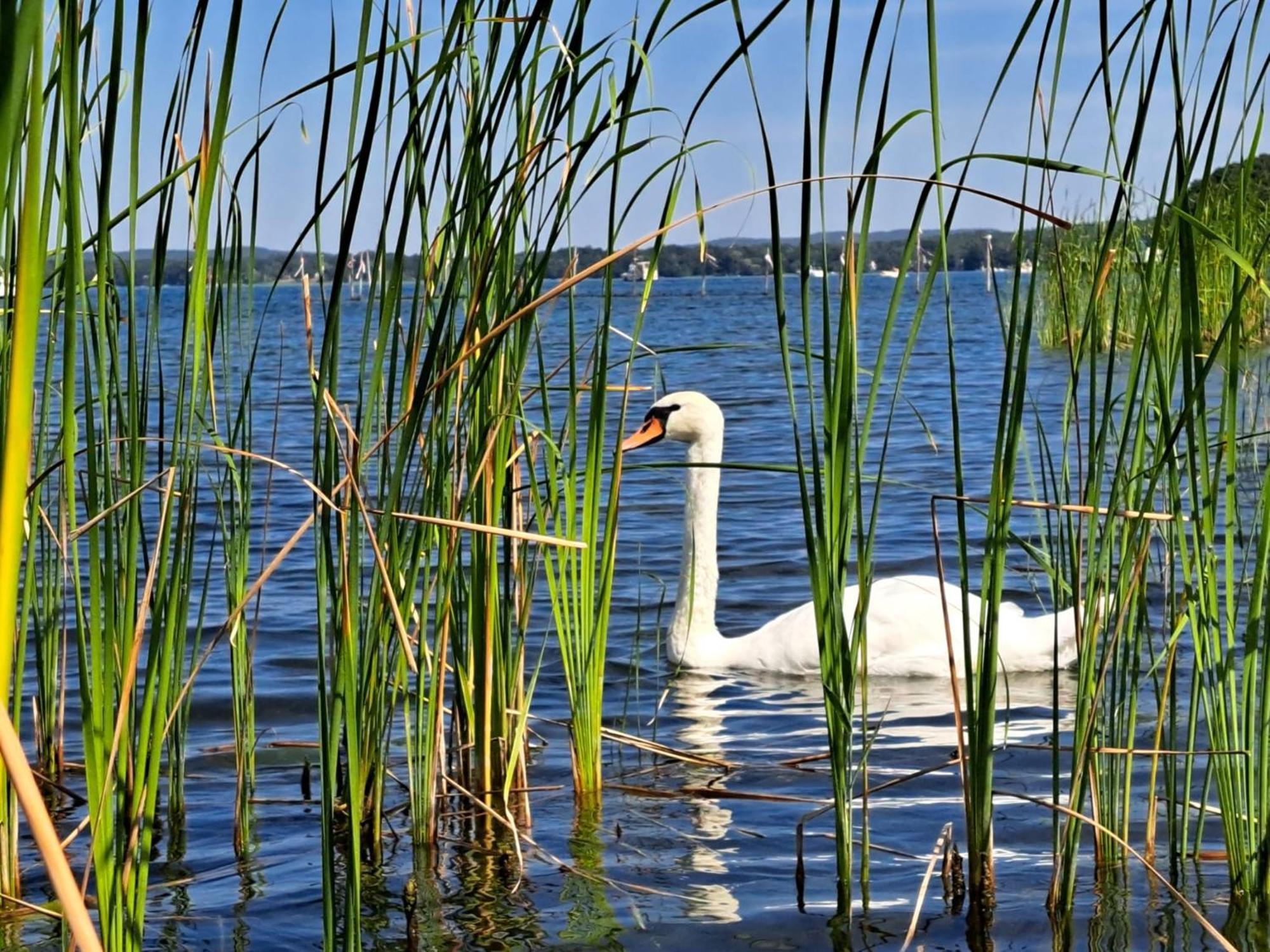Strandferienwohnung Am Scharmuetzelsee Diensdorf-Radlow Dış mekan fotoğraf